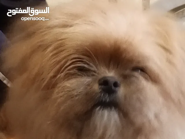 كلب ذكر شيتزو للبيع بسبب عدم التفرغ للإهتمام به