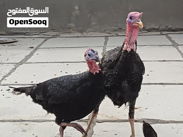فسيفس للبيع بياضات