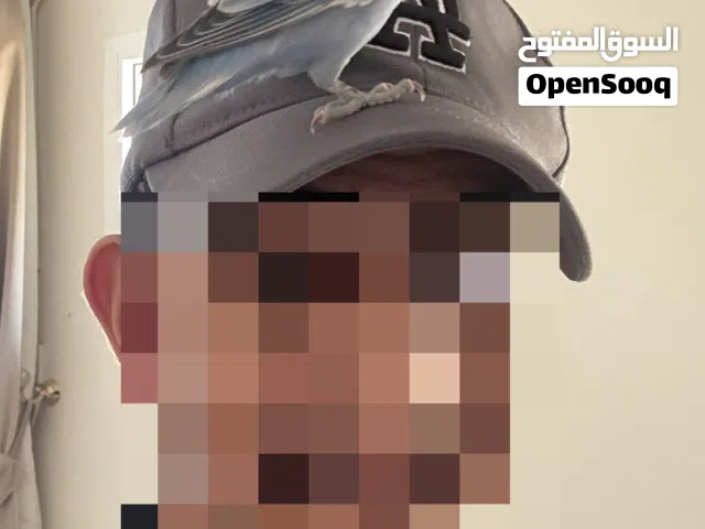 روز اليف للبيع