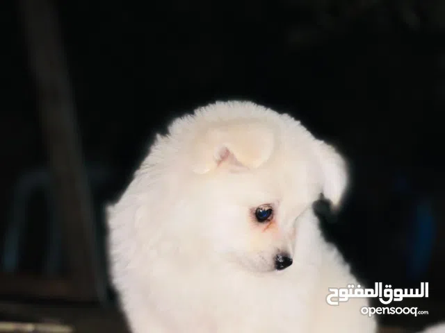 كلب تشيواوا للبيع او البدل