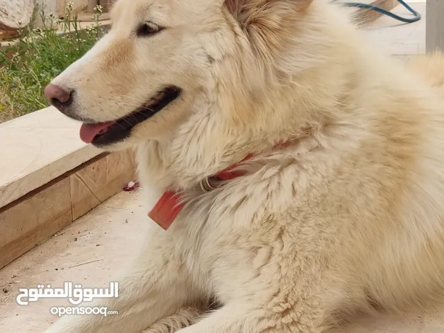 كلب هاسكي سيبيري العمر 11شهر انثى