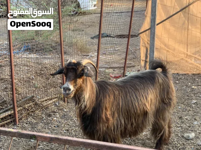 للبيع شهوهات