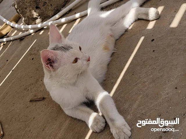 قط شيزاري ب 10 الف للبيع مستعجل ما نختلف في السعر