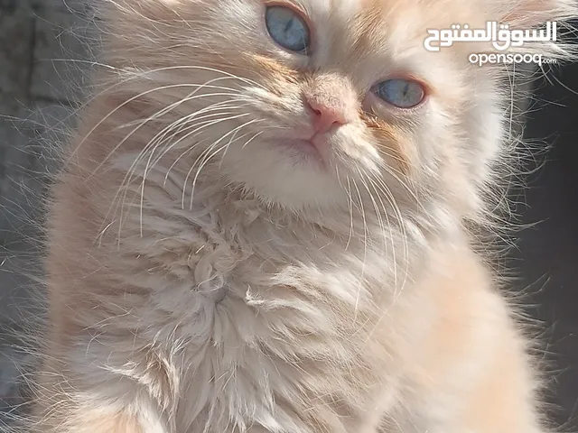 قط هملايا نقي