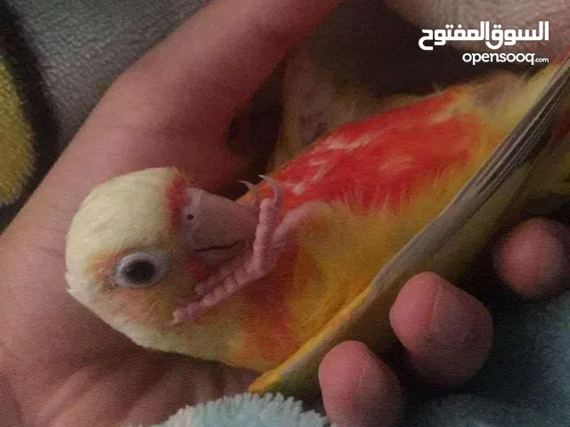 So cute conure he like to play and Dance and talk in Al ain 2 months old