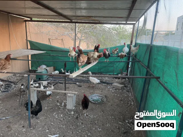 للبيع دجاج وبط