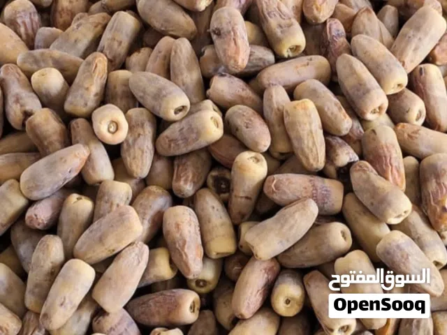سح النغال انتاج سنه 2026