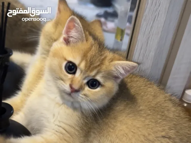 قط سكوتش ستريت السعر قابل للتفاوض