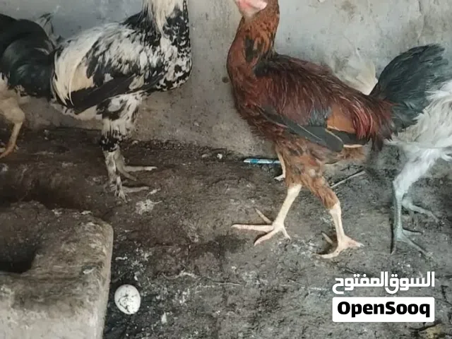متاح ديوجه اقره وصف مهم