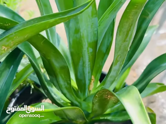 السلام عليكم يتوفر نبات اليوكا نبات مال زينه وكلش حلو عندي تقريباً من 10الى15 ش