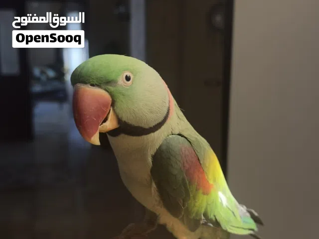 ذكر ببغاء كاساندرا