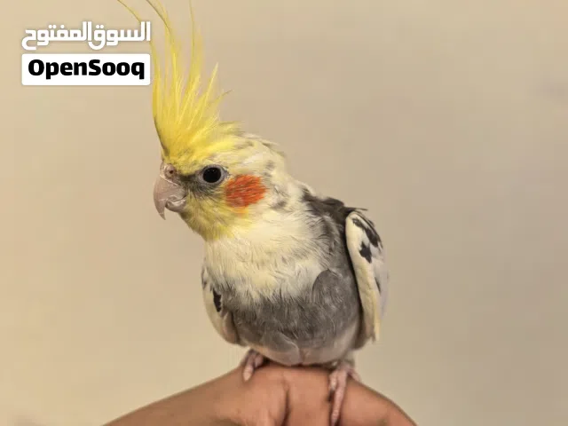 كروان ذكر أليف للبايع