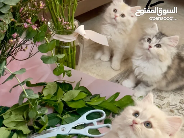 قطط شيرازيه تركيه،