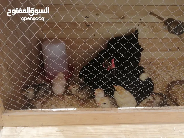 اقرأ الوصف صوص بلدي بلدي عالاصول وصوص حبش اصول اصول