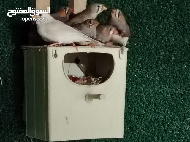 طيور محمية للبيع