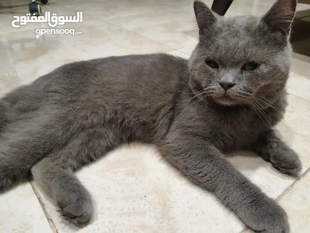 قط برتش (British Shorthair)