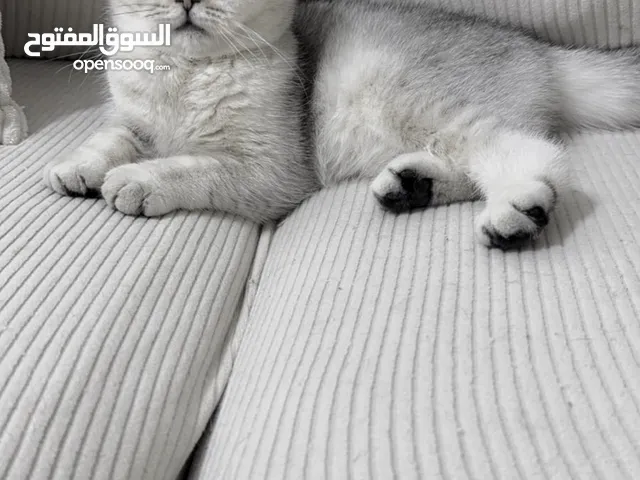 انثى سكوتش تريبل فولد جمجمه عريضه سلاله نقيه 100% اهل مسجلين