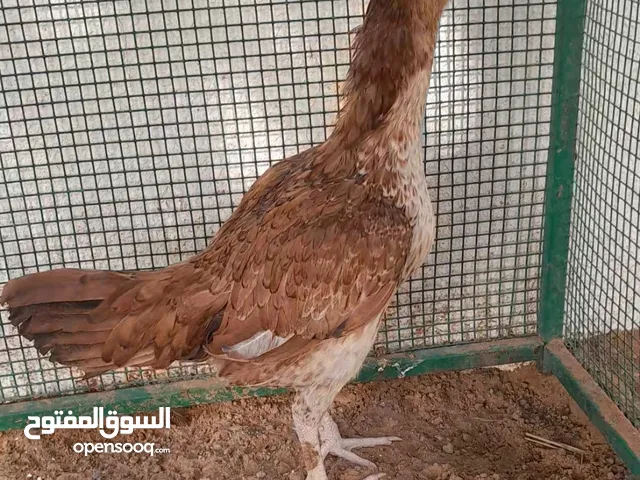 دجاجه باكستانيه ميواليه ميتا