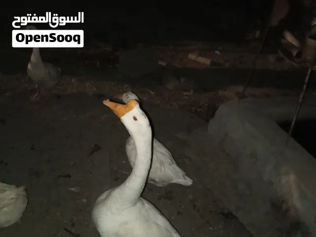 متاح فحل وز ونثاية اثنين عرقيات