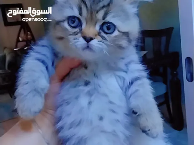قطه للبيع ....لعوبه