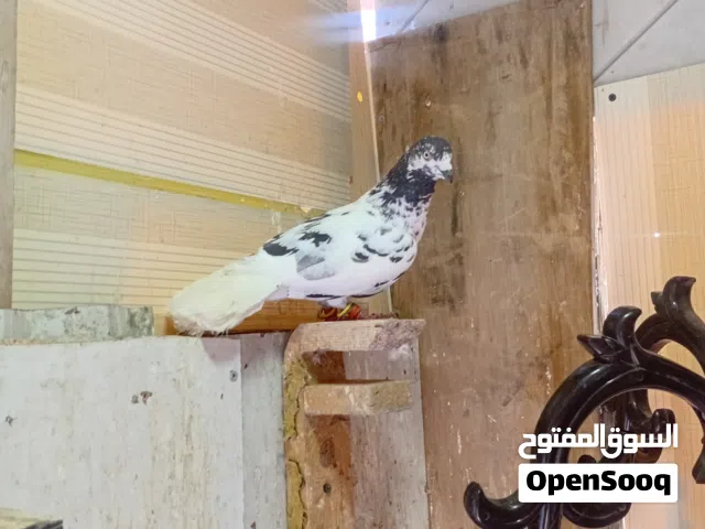 4 حبات طيور حمام طايرات قرب شركه الببسي مخيم حطين