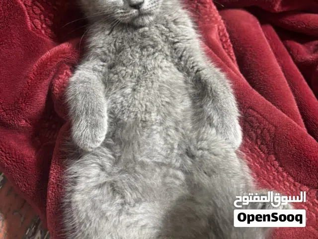 قط ذكر سكوتش بريطاني