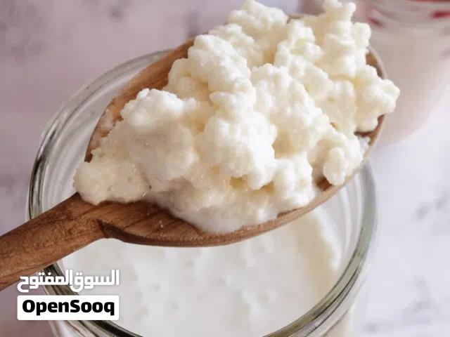 Milk kefir حبوب كفير الحليب