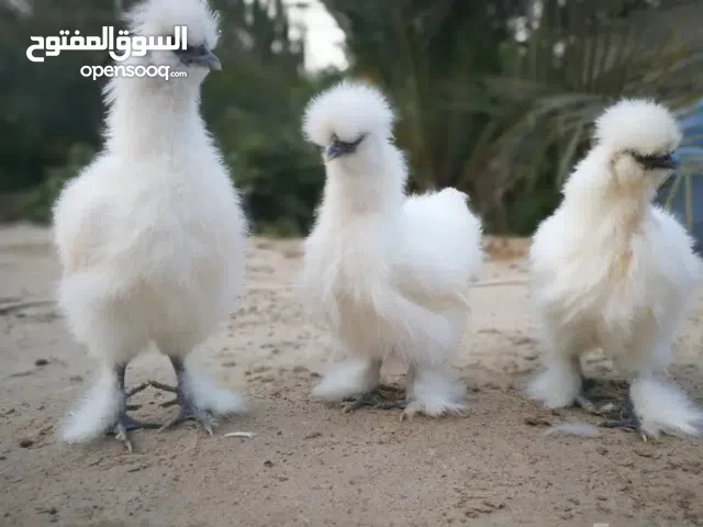 صيصان دجاج سلكي أمريكي / أوروبي بيور 100٪ وألوان نادرة ومميزة شاهد الوصف  دجاج زينة حريري