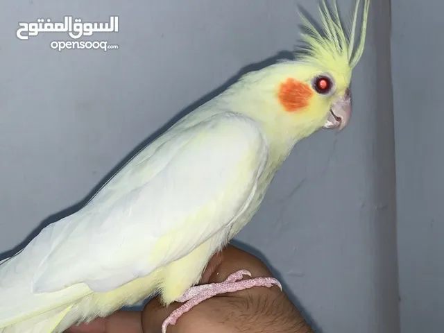 Lutino cocktail hand tamed for sale very healthy and active bird makes nice voices and super frendl