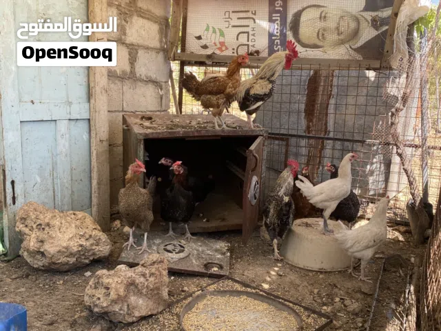 دجاج بلدي عدد ست للبيع