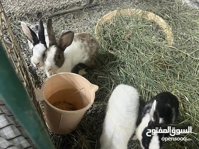 أرانب للبيع