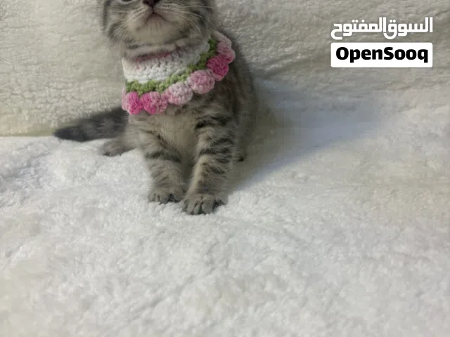 بريتش شورت هير