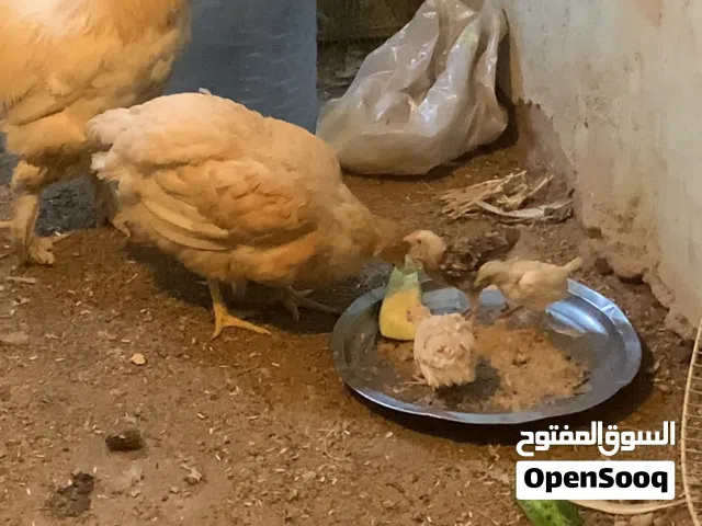 للبيع دجاجة وديج و4 افراخ