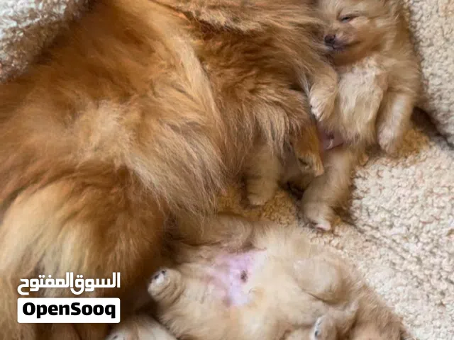 Mini size Puppy Pamorenian