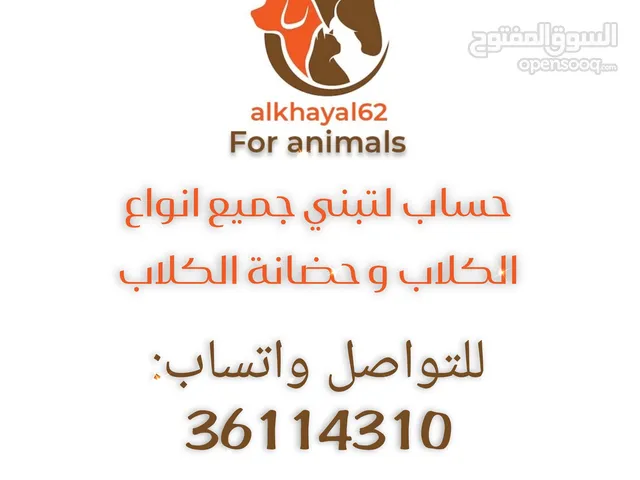 مستعدون لتبني جميع انواع الكلاب وحضانة للكلاب We are ready to adopt all types of dogs and provide a