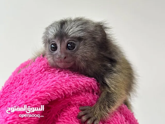 قرد مارموسيت صغير مدرب في المنزل