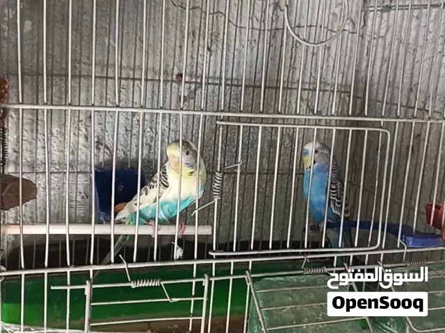 جوز حب تحته 5فراخ ماشاءالله   وجوز ياكريم فقس جديد