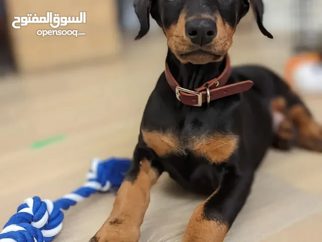 Breed: Doberman Pinscher Age Group: Puppies Gender: Male & Female