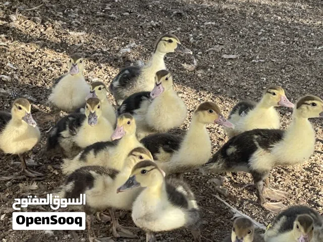 بيع فروخ بط مصري