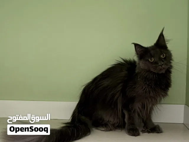 Polydactyly Maine Coon  Female