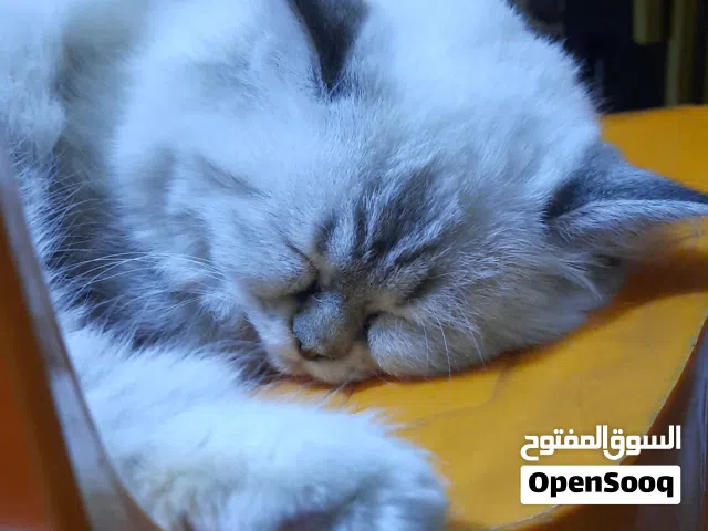 بزونة للتبني لونها أبيض وبيها رصاصي وحجمها مو صغير كلش ولا چبير كلش