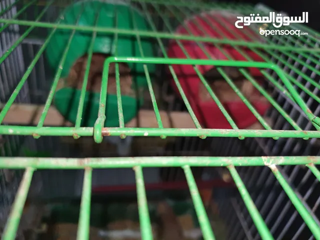 بسم الله الرحمان الرحيم  متاااح الزرقاء حي جناعه  نخب النخب جواز حب جوز 4 فراخ جوز 3 فراخ جوز3 فراخ