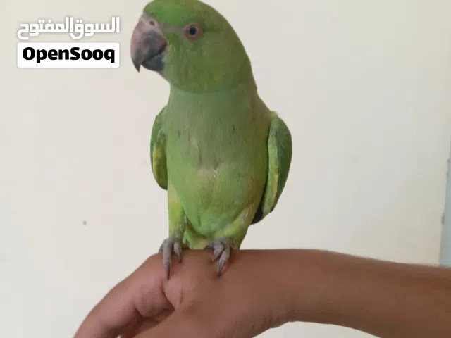 دره اليف انثى