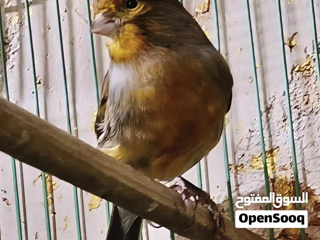 ذكر كناري للبيع