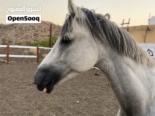 حصان عربي للبيع