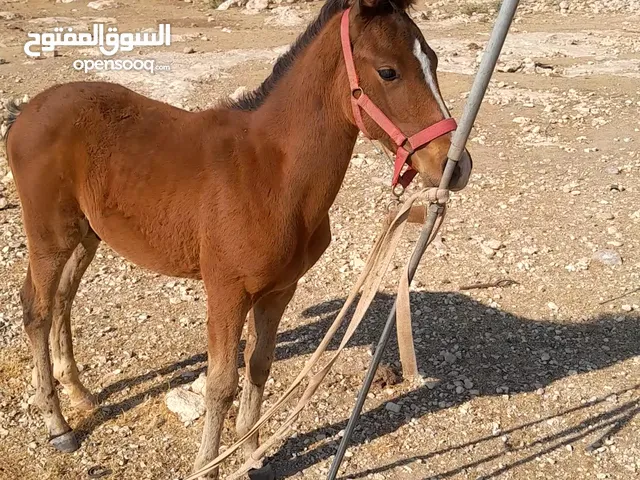 مهر العمر ثلاث شهور 20   يوم