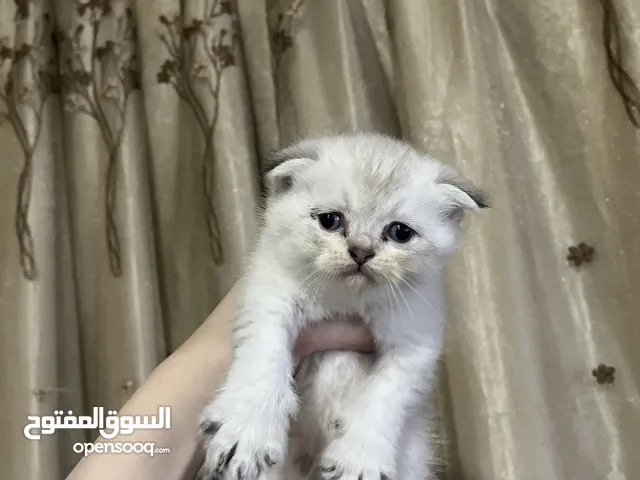 للبيع: قط ذكر سكوتش فولد مكس شيرازي – عمره شهر سكوتش فولد مكس شيرازي