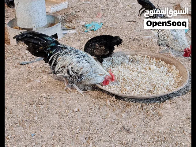 عله 10دجاج