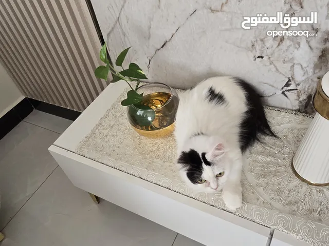 للبيع: قطة شيرازية مع أبنائها واغراضها