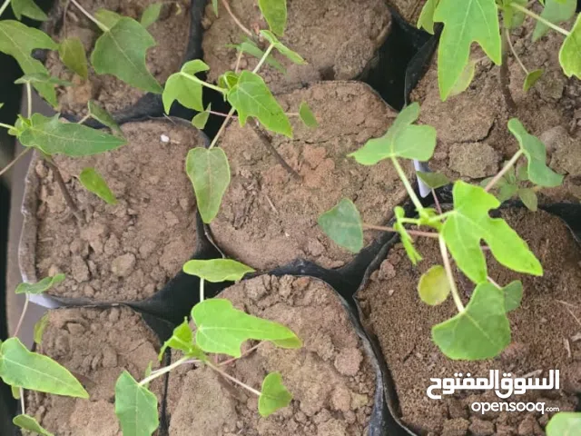 بيع شتلات فيفاي رد ليدي القزم F1 بالحبة والجملة